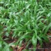 Plantain-Leaf Sedge 2 Plantain-Leaf Sedge -Great Garden Plants Carex plantaginea 03