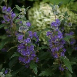 Beyond Midnight® Bluebeard -Great Garden Plants Caryopteris Beyond Midnight 3 P 31df8b38 198c 4262 97f4 d46a339bb904 sw