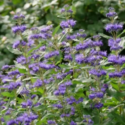 Beyond Midnight® Bluebeard -Great Garden Plants CaryopterisBeyondMidnightP1014734 800x800 b51c260