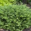 'Fritz Huber' Plum Yew -Great Garden Plants Cephalotaxus Fritz Huber 1 sw