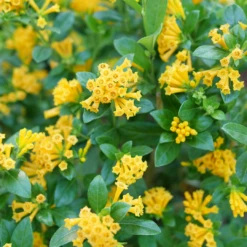 Juiced™ Orange Jessamine -Great Garden Plants CestrumJuicedOrangeP1184590 1080x1080 2030ad0