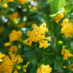 Juiced™ Orange Jessamine -Great Garden Plants CestrumJuicedOrangeP1184599 1080x1080 06bdbae