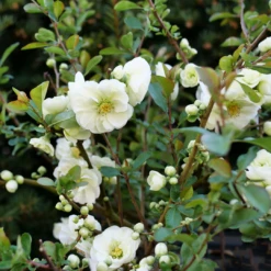 Double Take Eternal White™ Flowering Quince -Great Garden Plants ChaenomelesDoubleTakeEternalWhiteP1151363 1080x1080 ea480fc