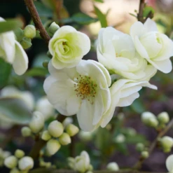 Double Take Eternal White™ Flowering Quince -Great Garden Plants ChaenomelesDoubleTakeEternalWhiteP1151371 1080x1080 18aece4