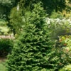 Soft Serve® False Cypress -Great Garden Plants Chamaecyparis Soft Serve 1