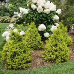 Soft Serve® Gold False Cypress 8 Soft Serve® Gold False Cypress -Great Garden Plants Chamaecyparis Soft Serve Gold 3