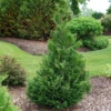 Cedar Rapids™ False Cypress -Great Garden Plants ChamaecyparisCedarRapidsP1184295 1080x1080 abf7add