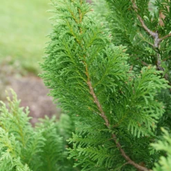 Cedar Rapids™ False Cypress -Great Garden Plants ChamaecyparisCedarRapidsP1184301 1080x1080 f31fac6