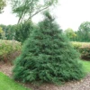 Haywire™ False Cypress -Great Garden Plants ChamaecyparisHaywireDSC03026LR