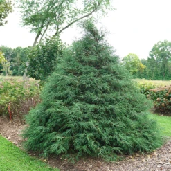 Haywire™ False Cypress
