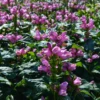 'Hot Lips' Pink Turtlehead (Chelone) -Great Garden Plants CheloneHotLips 2 800x800 b3490e3