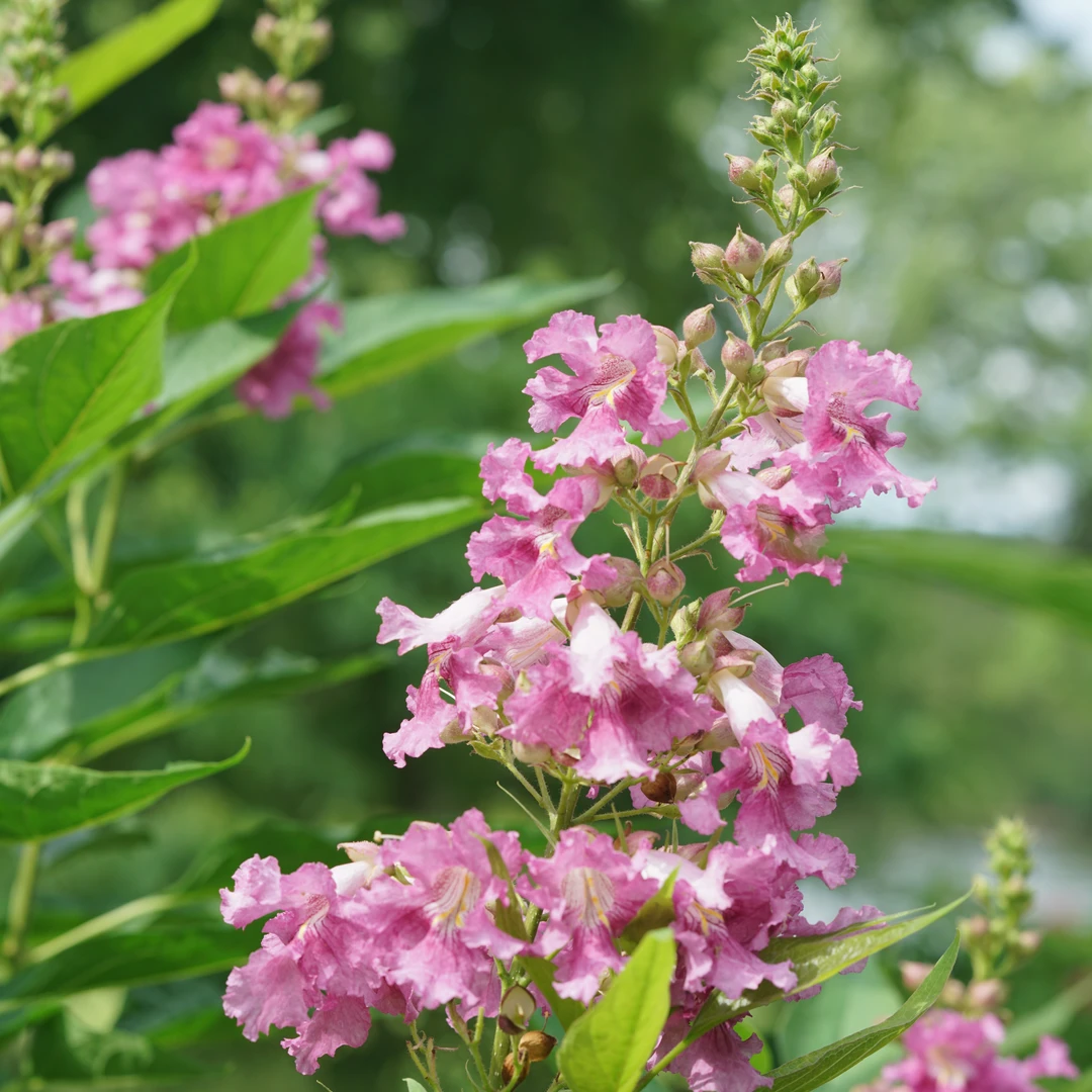 El Niño™ Chitalpa 3 El Niño™ Chitalpa