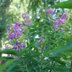 El Niño™ Chitalpa 8 El Niño™ Chitalpa -Great Garden Plants ChitalpaElNinoP1207523 1080x1080 9bbd7b3