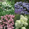 Hydrangeas For Cut Flowers Collection -Great Garden Plants Classic Hydrangea Cutting Collection L