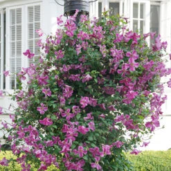 Pink Mink® Clematis -Great Garden Plants Clematis Pink Mink 3