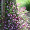 'Sweet Summer Love' Clematis 1 'Sweet Summer Love' Clematis -Great Garden Plants Clematis sweet summer love