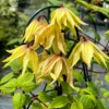 Funyella™ Clematis -Great Garden Plants ClematisFunyellaIMG 7302 800x800 102149d