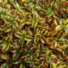 Waxwing™ Gold Mirror Bush -Great Garden Plants Coprosma Waxwing Gold 1