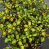 Waxwing™ Lime Mirror Bush 1 Waxwing™ Lime Mirror Bush -Great Garden Plants Coprosma Waxwing Lime 1