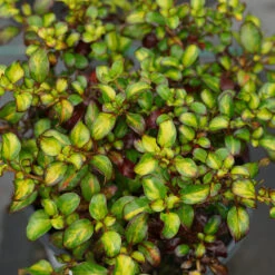 Waxwing™ Lime Mirror Bush
