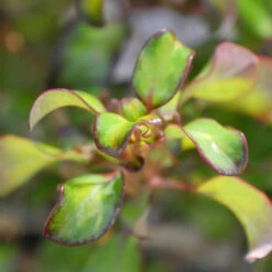 Waxwing™ Lime Mirror Bush -Great Garden Plants Coprosma Waxwing Lime 3