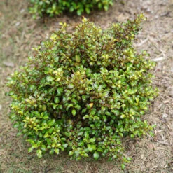 Waxwing™ Lime Mirror Bush -Great Garden Plants Coprosma Waxwing Lime 4