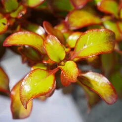 Waxwing™ Orange Mirror Bush -Great Garden Plants Coprosma Waxwing Orange 3