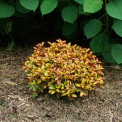 Waxwing™ Orange Mirror Bush -Great Garden Plants Coprosma Waxwing Orange 4