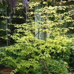 Golden Shadows® Pagoda Dogwood -Great Garden Plants Cornus Gold Shadows 2 sw