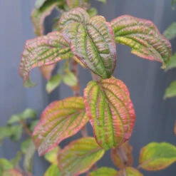 Pucker Up® Red-Twig Dogwood -Great Garden Plants Cornus Pucker Up 2