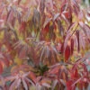 Red Rover® Silky Dogwood -Great Garden Plants Cornus Red Rover 1