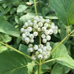 Arctic Fire® Yellow Red-Twig Dogwood 12 Arctic Fire® Yellow Red-Twig Dogwood -Great Garden Plants CornusArcticFireYellowIMG 036 1080x1080 e6a8233