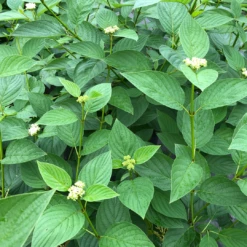 Arctic Fire® Yellow Red-Twig Dogwood 10 Arctic Fire® Yellow Red-Twig Dogwood -Great Garden Plants CornusArcticFireYellowIMG 1449 1 1080x1080 a0e0f4e
