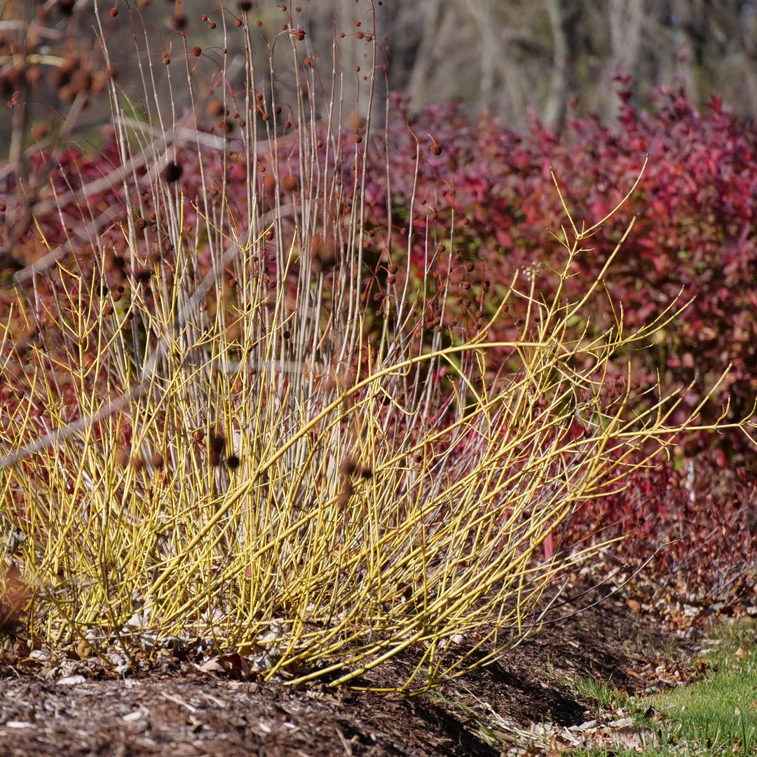 Arctic Fire® Yellow Red-Twig Dogwood 3 Arctic Fire® Yellow Red-Twig Dogwood