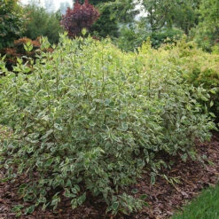 Sgt. Pepper™ Dogwood -Great Garden Plants Cornus Sgt Pepper P1225334