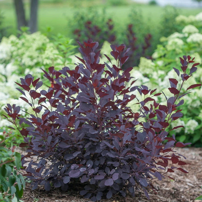 Winecraft Black® Smokebush 3 Winecraft Black® Smokebush