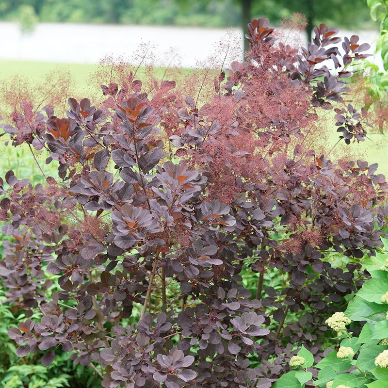 Winecraft Black® Smokebush 4 Winecraft Black® Smokebush - Image 2