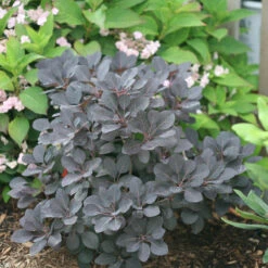Winecraft Black® Smokebush 13 Winecraft Black® Smokebush -Great Garden Plants Cotinus Winecraft Black 3 P