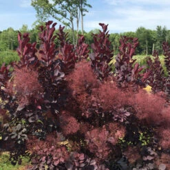 Winecraft Black® Smokebush 15 Winecraft Black® Smokebush -Great Garden Plants Cotinus Winecraft Black 5 P