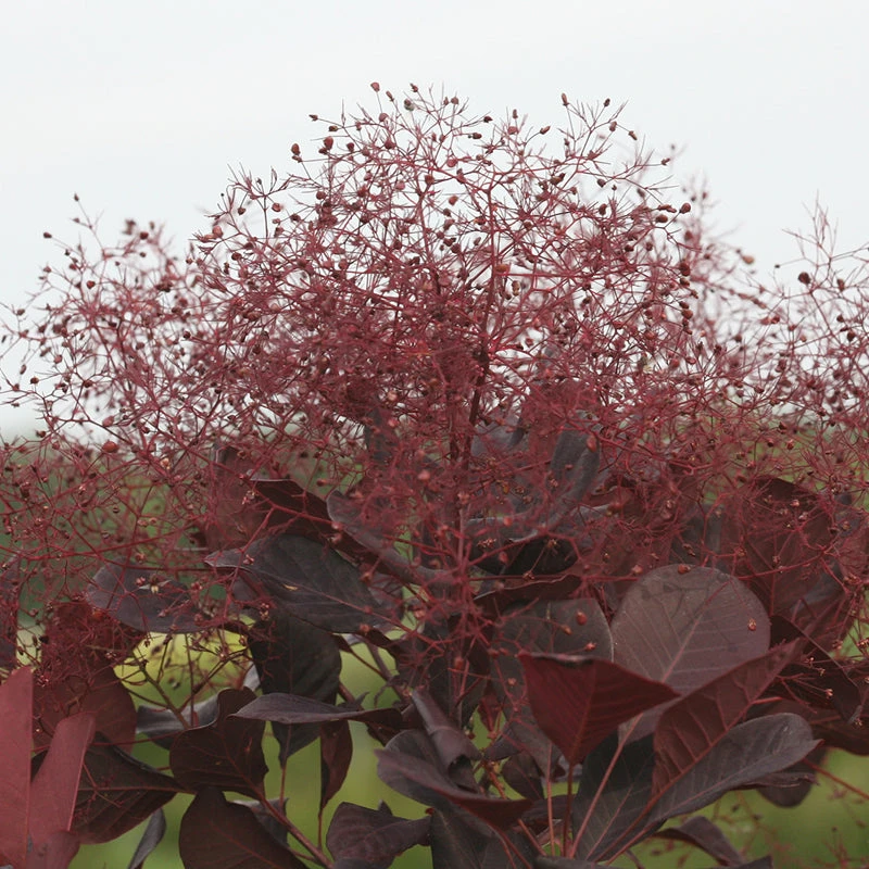 Winecraft Black® Smokebush 9 Winecraft Black® Smokebush - Image 7