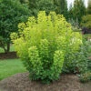 Winecraft Gold® Smokebush -Great Garden Plants Cotinus Winecraft Gold 1