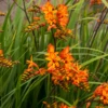 'Firestarter' Montbretia -Great Garden Plants CrocosmiaFirestarsFirestarter