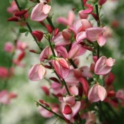 Sister Rosie® Scotch Broom 8 Sister Rosie® Scotch Broom -Great Garden Plants Cytisus Siste Rosie 3 P