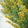Sister Disco® Scotch Broom 2 Sister Disco® Scotch Broom -Great Garden Plants Cytisus Sister Disco 1 P
