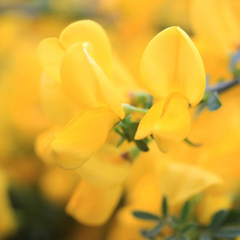 Sister Golden Hair® Scotch Broom 3 Sister Golden Hair® Scotch Broom