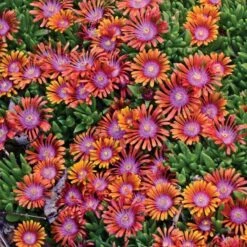 Fire Spinner® Ice Plant -Great Garden Plants DELFS1Q 2 sw