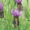 Anouk Spanish Lavender -Great Garden Plants DETA2 8031