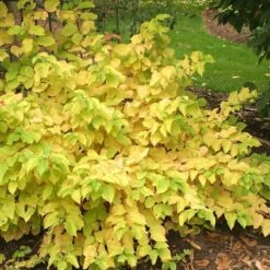 Arctic Sun® Dogwood -Great Garden Plants DOGASSQ 8c5f8373 3020 41a5 986b 7ce7620eab6a sw