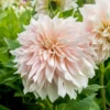 'Café Au Lait' Dahlia -Great Garden Plants DahliaCafeauLait 140821cre106