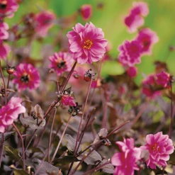 'Fascination' Dahlia